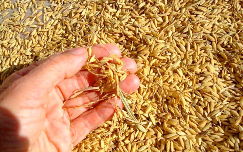 arroz