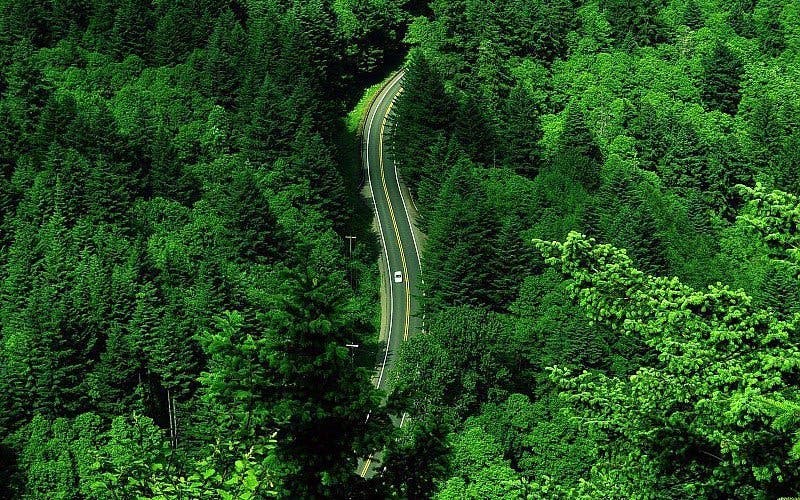 road-car-forest-trees-green-nature-wallpaper-766453