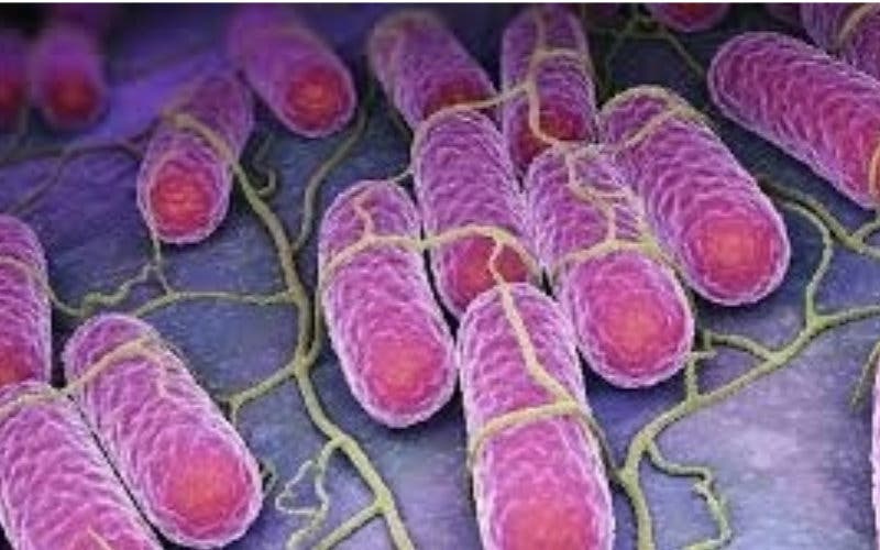 Las bacterias pueden aumentar el uso de fuentes renovables en el mix energético