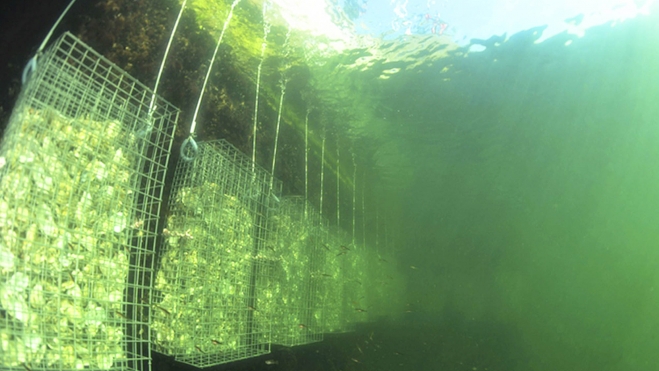 parque eolico marino biohuts proteccion fauna marina 3