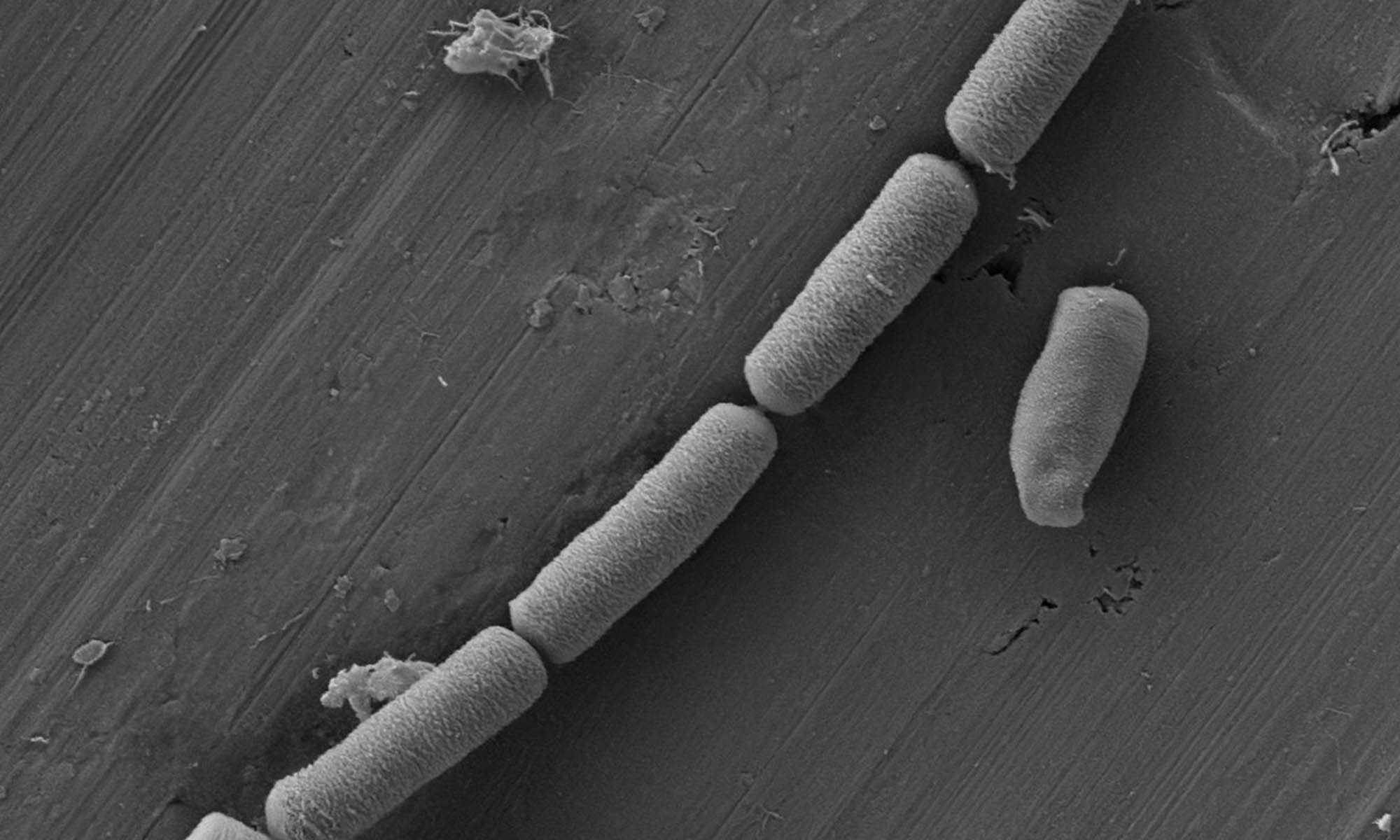 bacteria cemento edificios bateria cargra coches electricos 1