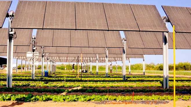 Planta agrovoltaica