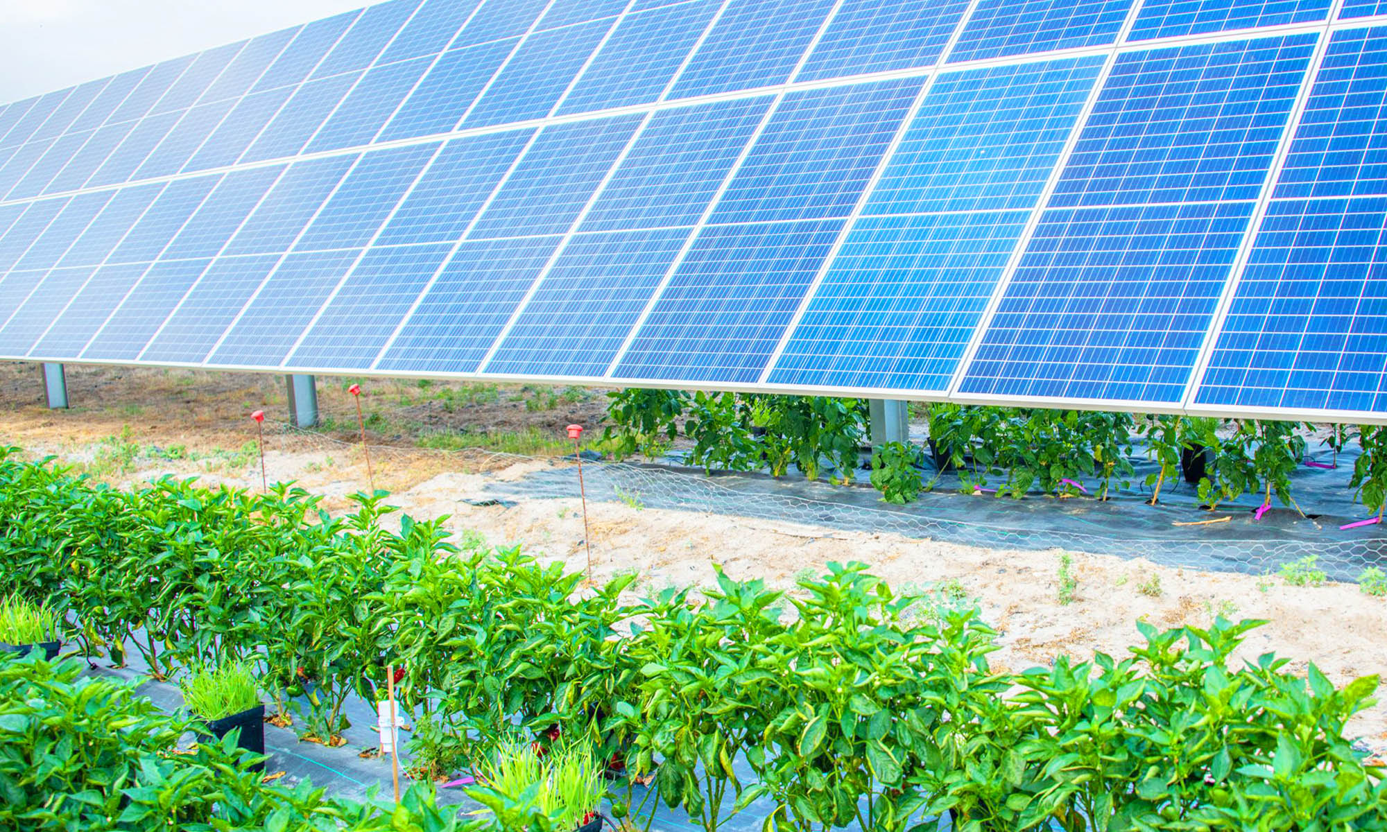 paneles doble cara energia agrovoltaica paneles solares cultivos alimentarios 1