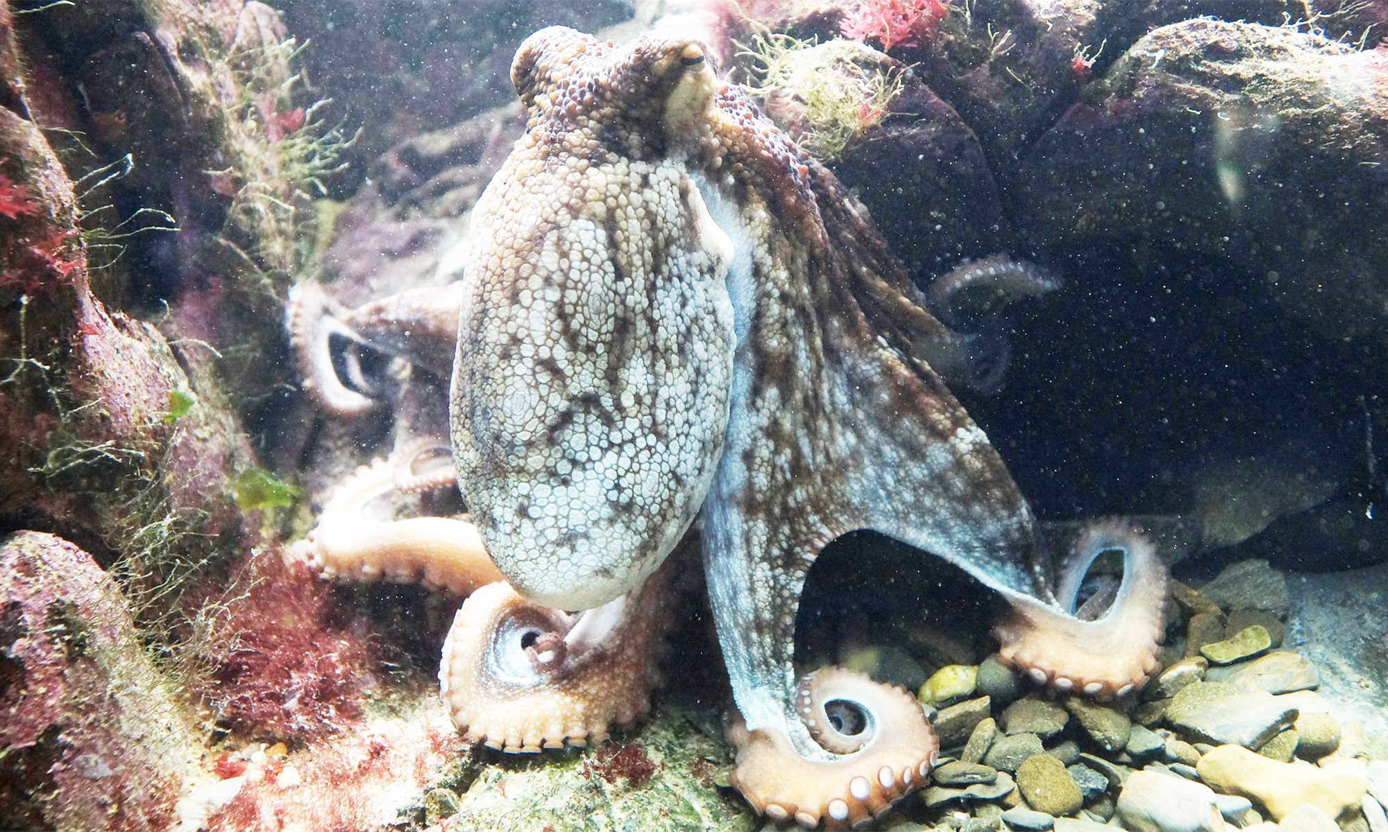 pulpo ensena cientificos duracion placas solares energia electrica 1