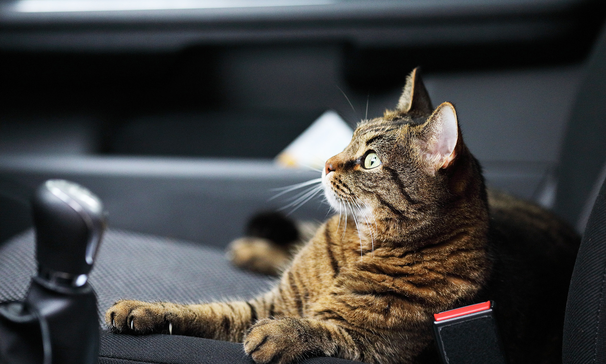 multas espana dejar mascota perro gato dentro coche calor verano 2