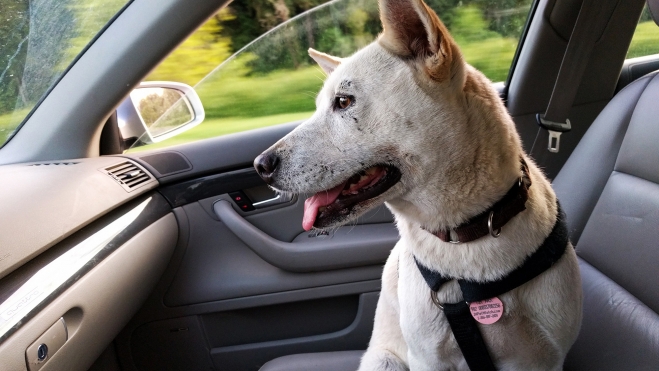 multas espana dejar mascota perro gato dentro coche calor verano 1