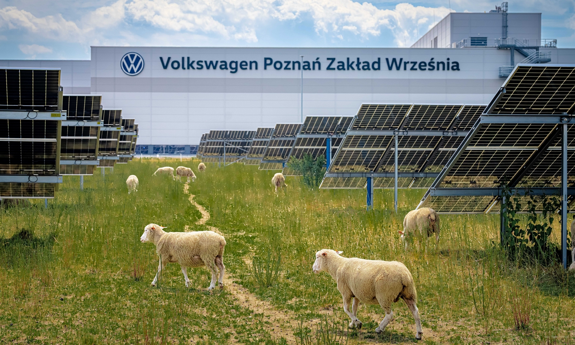 El experimento servirá para explorar la coexistencia entre los animales y los paneles solares.