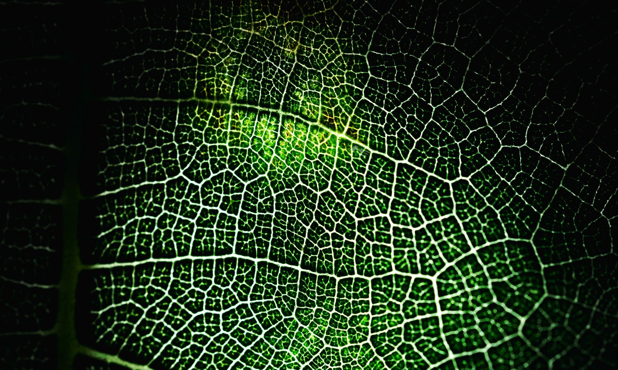 Los investigadores han seguido el flujo de la energía en las células fotosintéticas/ Imagen: Freepik