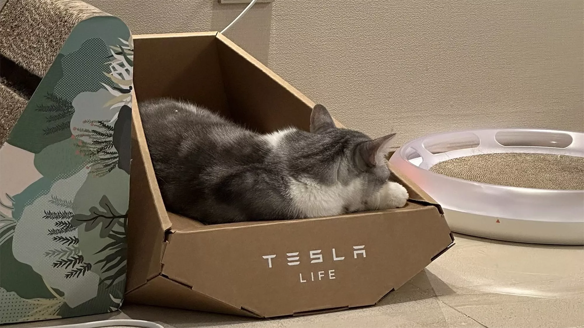 Tesla apuesta por la máxima comodidad de los gatos con una caja inspirada en el modelo CyberTruck que la compañía lanzará pronto al mercado.