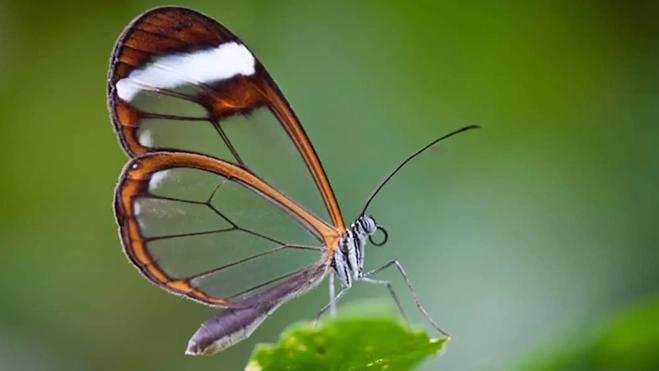 Las alas de la mariposa negra tienen el secreto para mejorar las