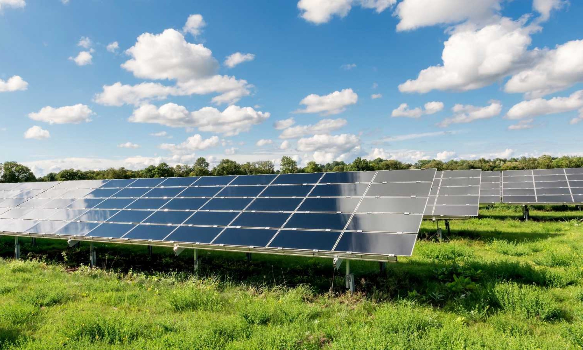 Los paneles solares resultan más eficientes que la plantación de árboles en los ecosistemas naturales.