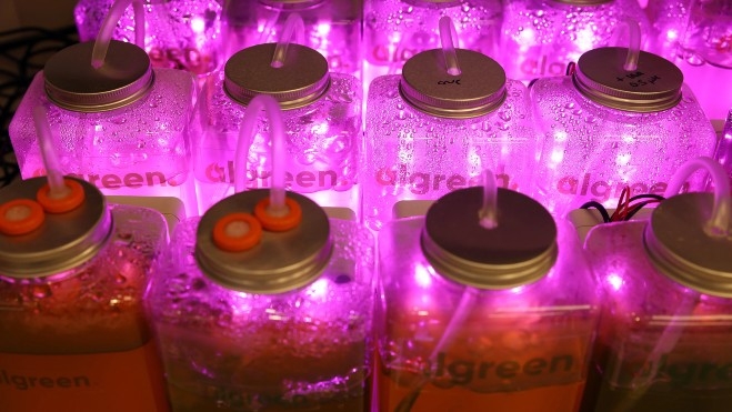 Estas microalgas son capaces de absorber mucho más CO2 que las plantas de interior. Estas microalgas son capaces de absorber mucho más CO2 que las plantas de interior.