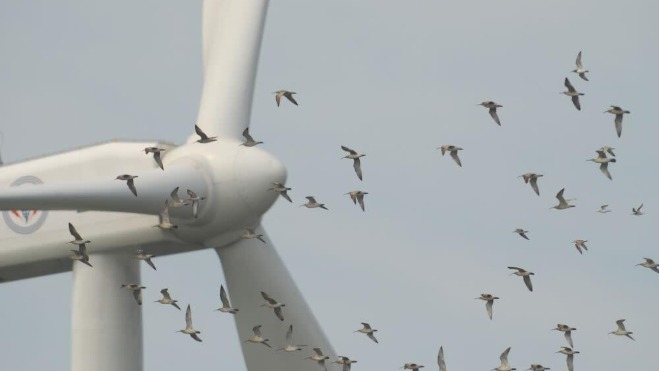 Los parques eólicos matan cada año a miles de aves como consecuencia de colisiones con las palas