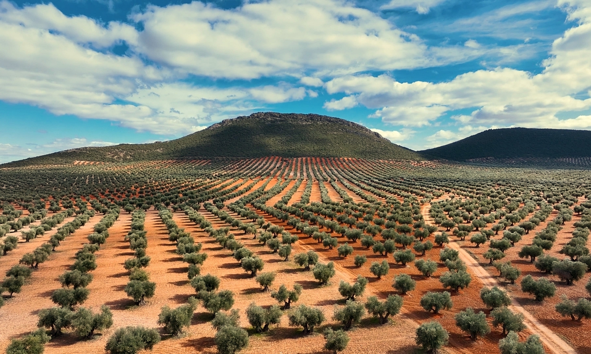 El proyecto se ha llevado a cabo a partir de olivares de Andalucía.