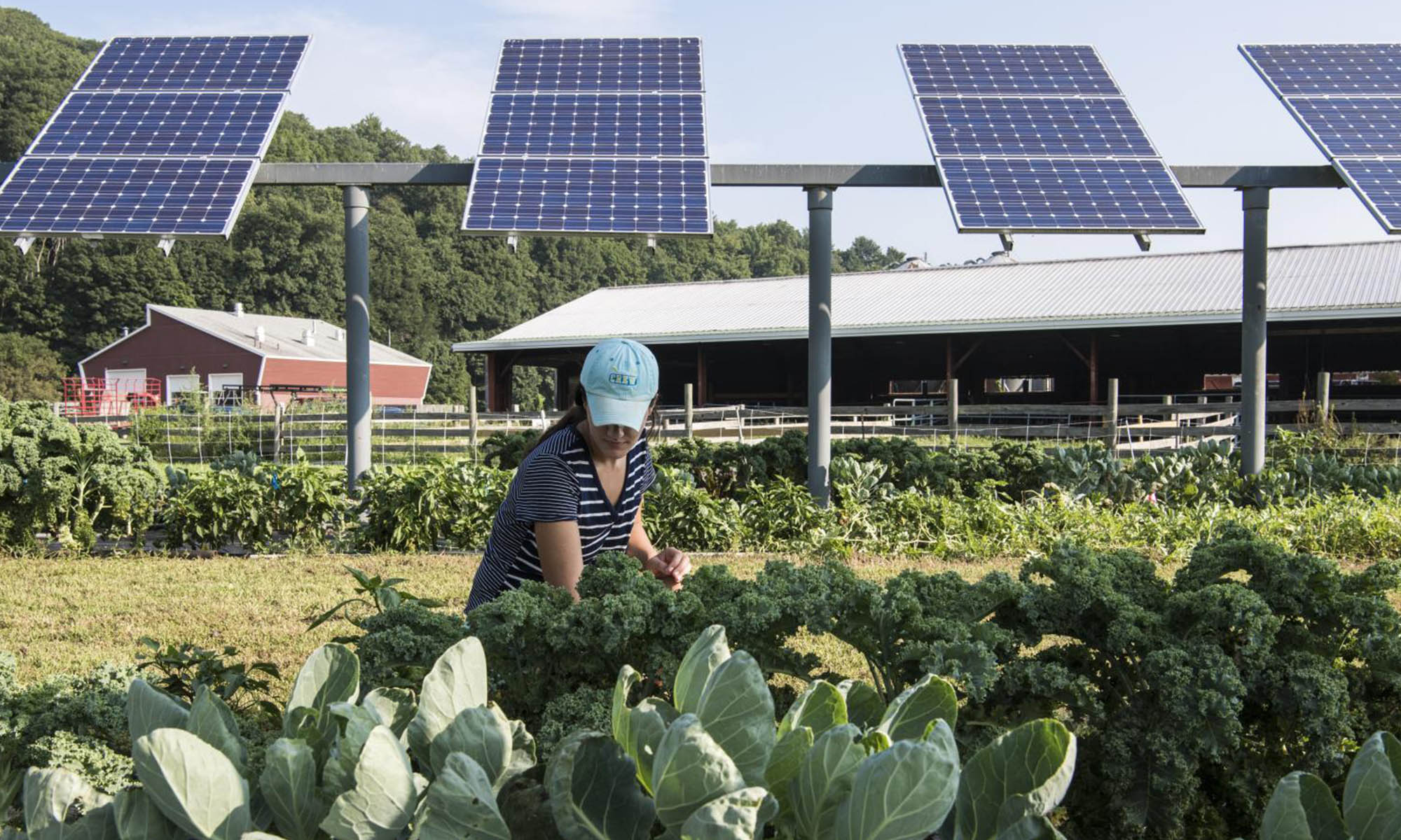 Una instalación de paneles solares fotovoltaicos requiere de una amplia superficie de terreno para ser rentable económicamente.