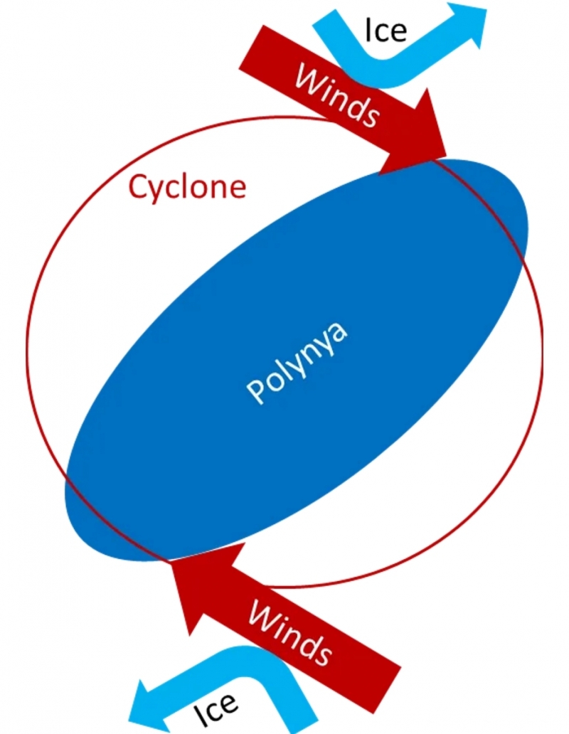 Esquema de la formación de una polinia.